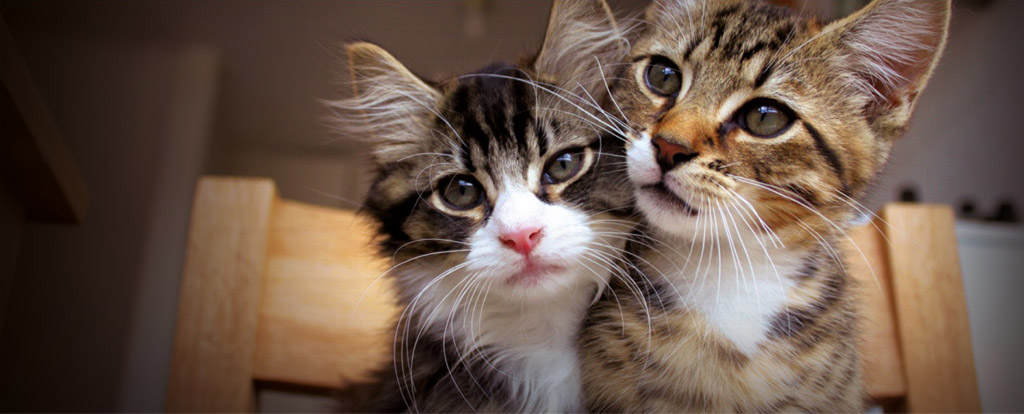 two tabby kittens 