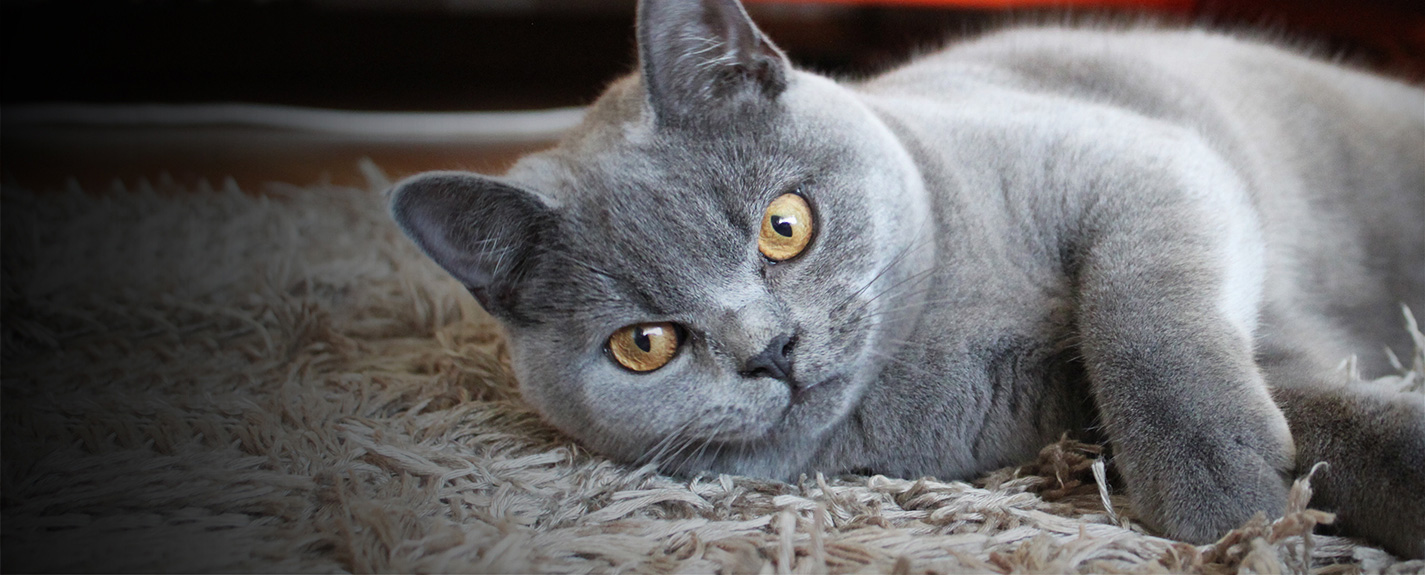 British Blue shorthair cat